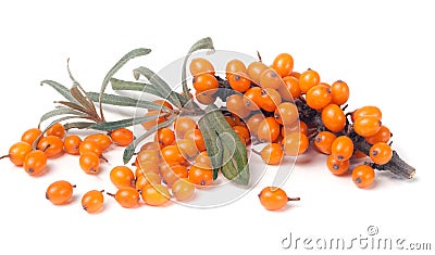 Sea buckthorn branch with leaves isolated on white background Stock Photo