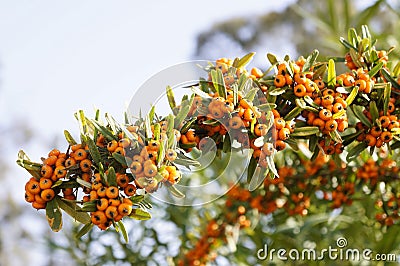 Sea buckthorn branch on a table Stock Photo