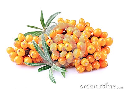 Sea-buckthorn branch Stock Photo