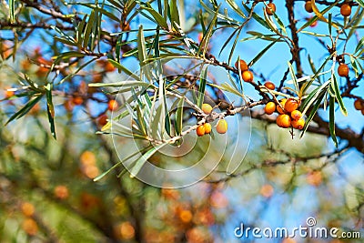 Sea buckthorn bush with Yellow berries Hippophae rhamnoides, Sandthorn, Sallowthorn or Seaberry. Stock Photo