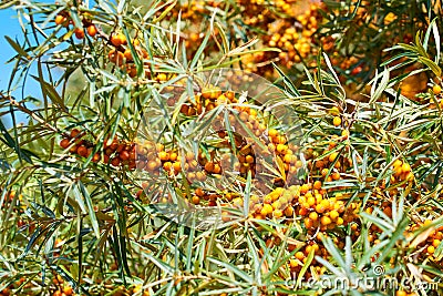 Sea buckthorn bush with Yellow berries Hippophae rhamnoides, Sandthorn, Sallowthorn or Seaberry against a blue cloudy sky. Stock Photo