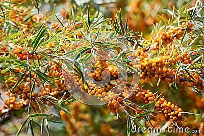 Sea buckthorn bush with Yellow berries Hippophae rhamnoides, Sandthorn, Sallowthorn or Seaberry. Stock Photo