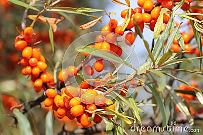 Sea-buckthorn Stock Photo