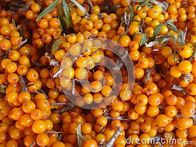 Sea buckthorn cut twigs with berries background Stock Photo