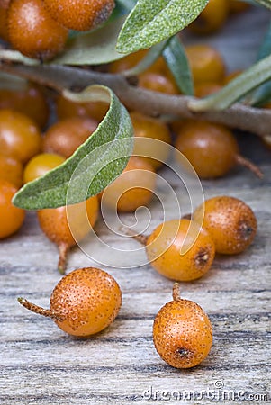 Sea buckthorn (Hippophae rhamnoides) barries. Stock Photo