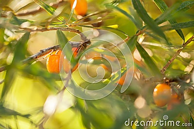 Sea buckthorn / Hippophae rhamnoides Stock Photo