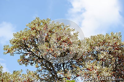 Sea-buckthorn (Hippophae rhamnoides) Stock Photo