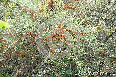 Sea-buckthorn, Hippophae rhamnoides, shrub with orange berries in the sun Stock Photo