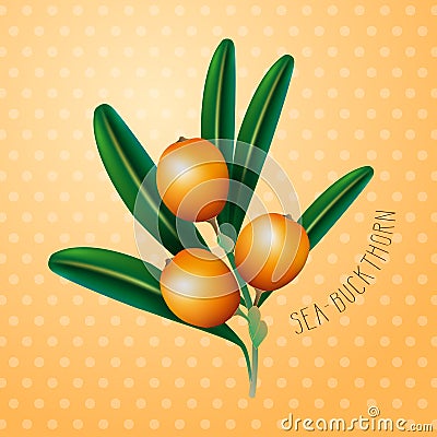 Sea buckthorn Vector Illustration