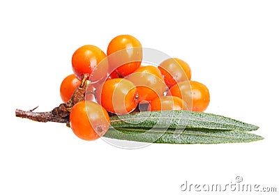 Sea buckthorn Stock Photo