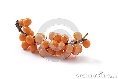 Sea-buckthorn isolated Stock Photo