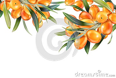 Sea buckthorn isolated on the white. Illustration in 3d style. The concept of realistic image of medical plants, herbs Stock Photo