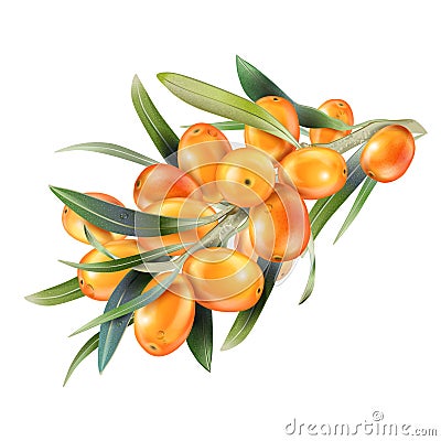 Sea buckthorn isolated on the white. Vector illustration in 3d style. Vector Illustration