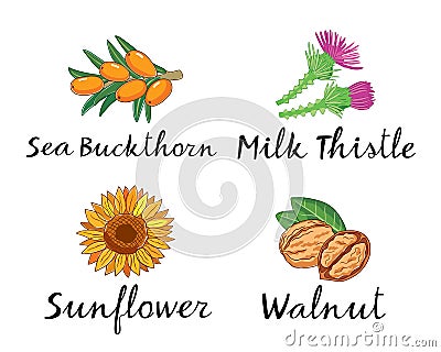 Sea Buckthorn, Milk Thistle, Sunflower and Walnut. Vector pictures for packaging Vector Illustration