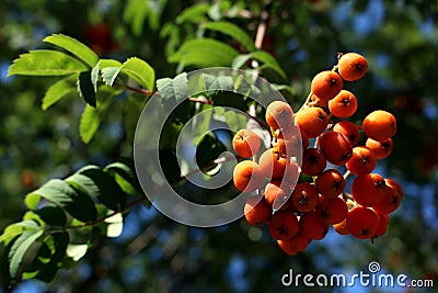 Closeup of Sea Buckthorn Orange Berries Stock Photo