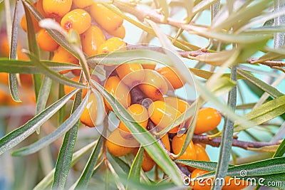 Sea buckthorn orange ripe raw berries on twigs with green thin leaves.Seasonal berries Stock Photo