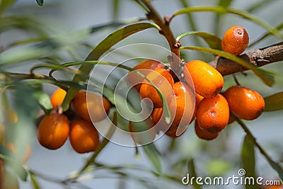 Branches of sea buckthorn with juicy berries Stock Photo