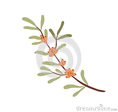 Sea buckthorn on tree branch. Fresh ripe orange seabuckthorn berries and leaf. Fruit food plant. Colored botanical flat Cartoon Illustration