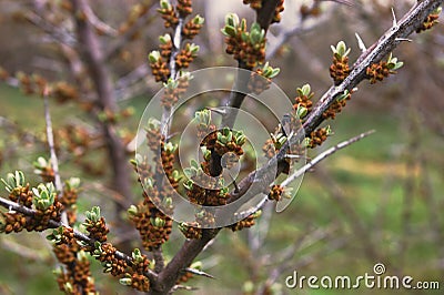 Sea buckthorn twigs before flowering in the spring orchard. Stock Photo