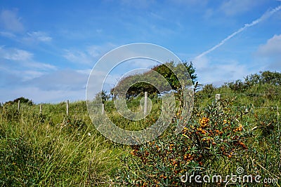 Sea buckthorn Stock Photo