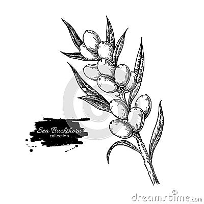 Sea buckthorn vector drawing. Isolated berry branch sketch on wh Vector Illustration