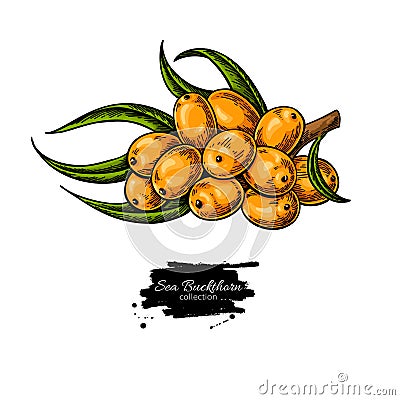 Sea buckthorn vector drawing. Isolated berry branch on white bac Vector Illustration