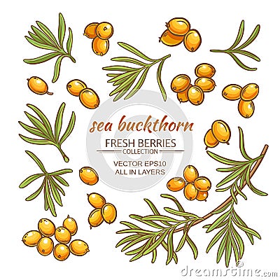 Sea buckthorn vector set Vector Illustration