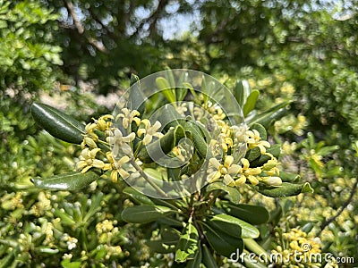 Sea camphor is an evergreen tree native to southeastern and southern China Stock Photo