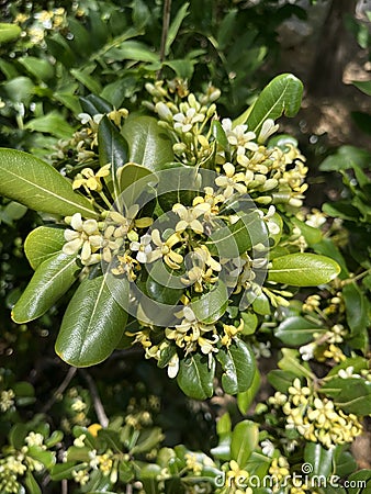 Sea camphor is an evergreen tree native to southeastern and southern China Stock Photo