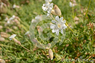 Sea Campion Flower Amidst Green Leaves Stock Photo