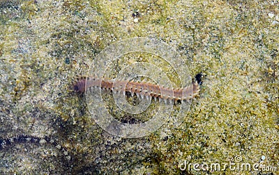 A Sea Centipede - Bristle Worm - Polychaete - Crawling over Coral Stone in Intertidal Zone - Marine Life Stock Photo