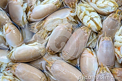Sea cicadas Stock Photo