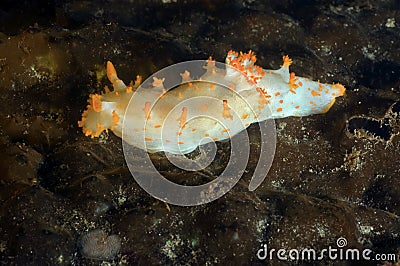 Sea Clown Stock Photo