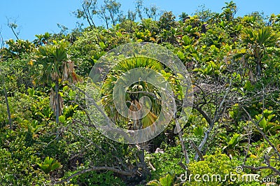 Tropical vegetation Stock Photo