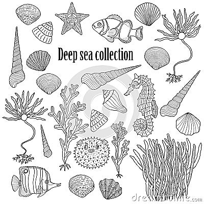 Sea collection: shells, starfish, seaweed, deep sea fish, seahorse Vector Illustration