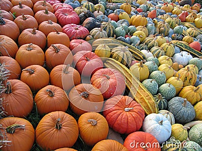 Sea of colorful diversified pumpkins Stock Photo