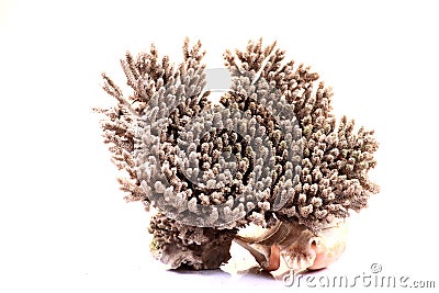 Sea coral Stock Photo