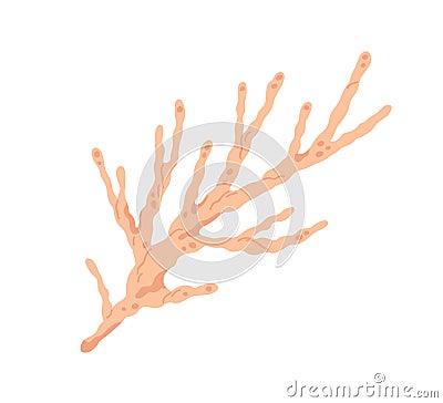 Sea coral branch. Underwater ocean polyp. Undersea marine skeleton plant. Aquatic nautical invertebrate. Under water Vector Illustration