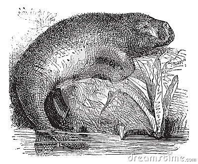 Sea Cow or Dugong or Dugong dugon, vintage engraving Vector Illustration