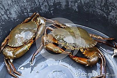 Sea crab Stock Photo