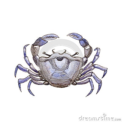 Sea crab watercolor painted illustration. Hand drawn organic sea food object. Blue shell aquatic crab on white background. Cartoon Illustration