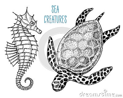 Sea creature cheloniidae or green turtle and seahorse. engraved hand drawn in old sketch, vintage style. nautical or Vector Illustration