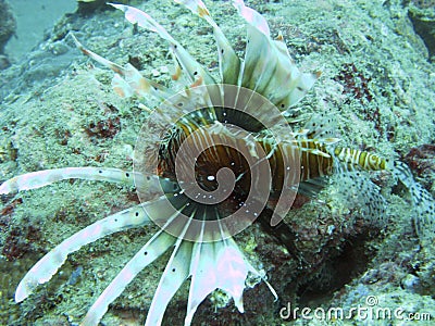 Sea creature and coral reef Stock Photo