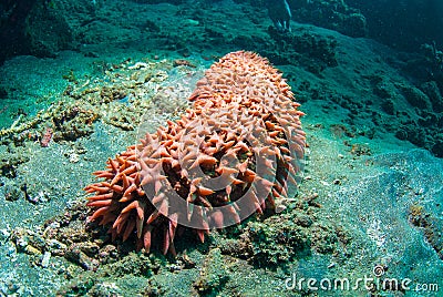 Sea cucumber Stock Photo