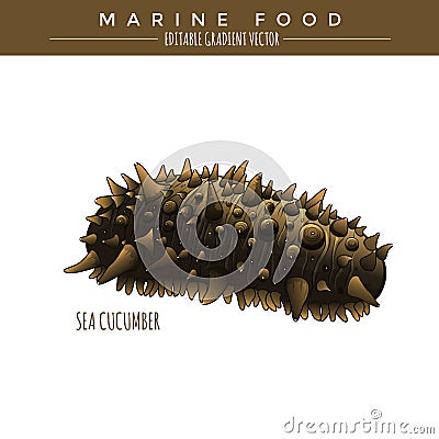 Sea Cucumber. Marine Food Vector Illustration