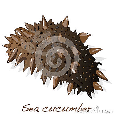 Sea cucumber Vector Illustration