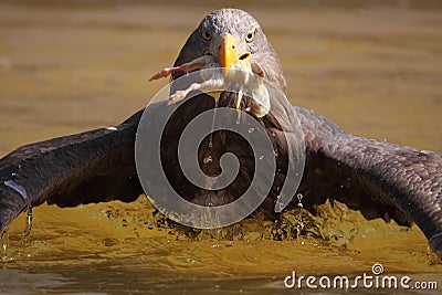 Sea eagle Stock Photo