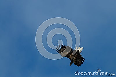 Sea Eagle in Flight Stock Photo