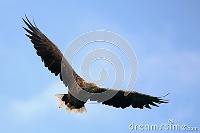 Searching food from Lofoten`s sky Stock Photo