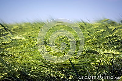 Sea of ears of green brewing barley against the blue sky Stock Photo